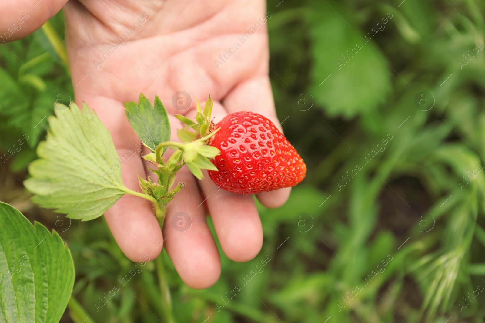 Photo of Farmer with ripening strawberry in garden