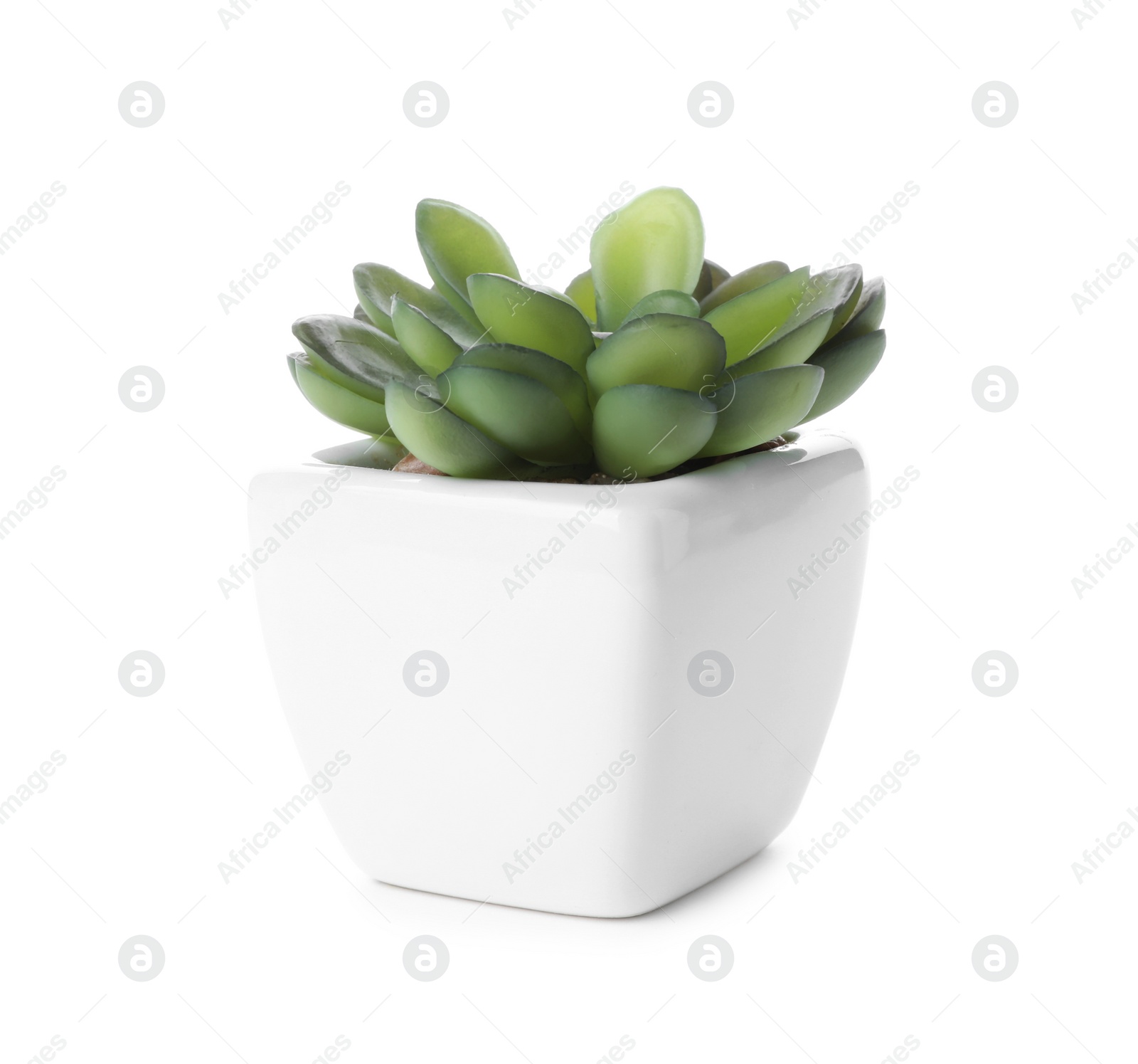 Photo of Beautiful artificial plant in flower pot isolated on white