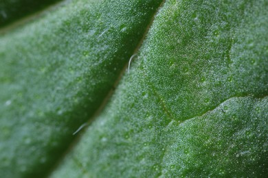 Photo of Texture of green leaf as background, macro view