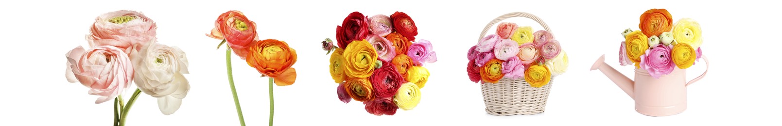 Image of Set with beautiful spring ranunculus flowers on white background. Banner design