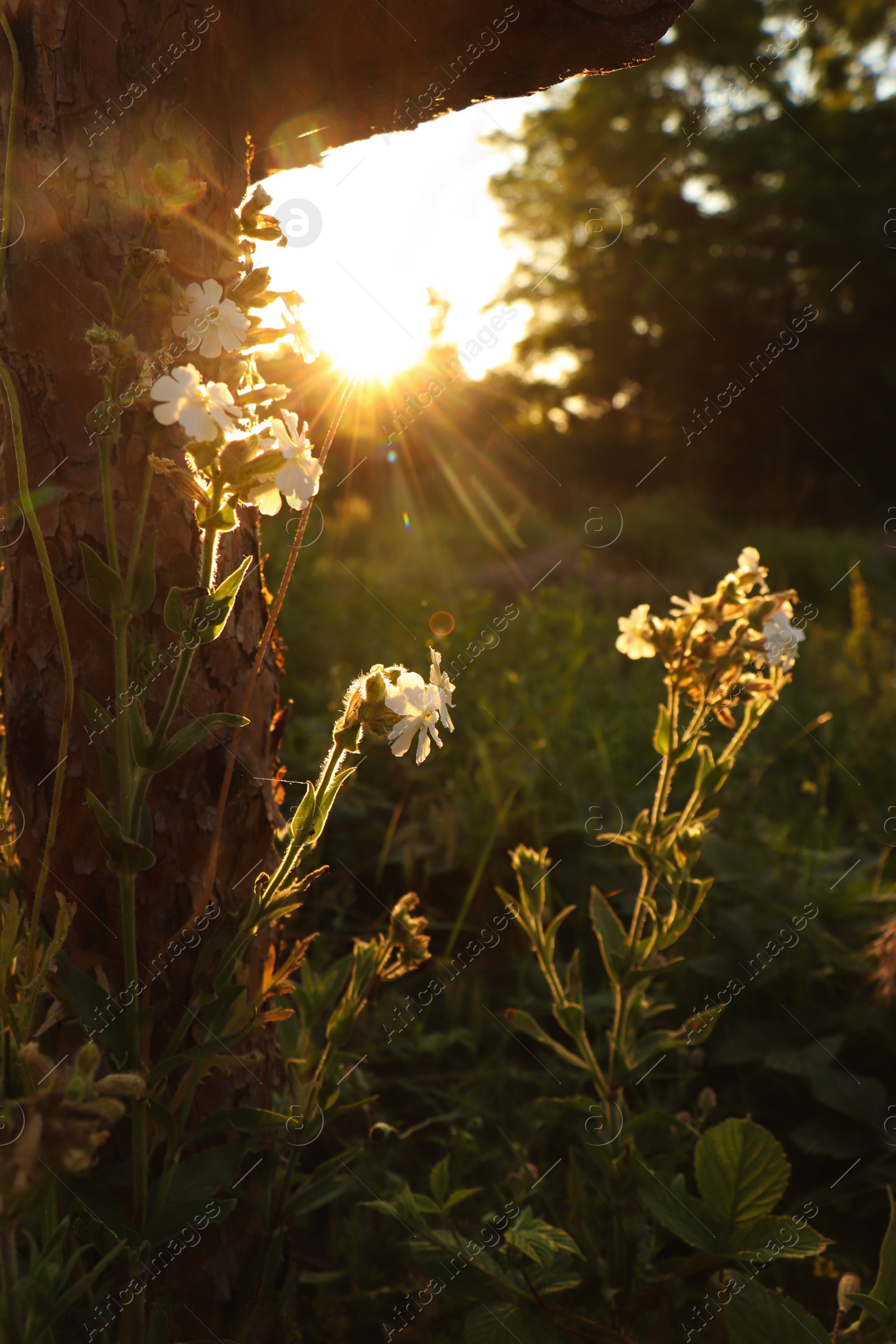 Photo of Picturesque view of countryside with beautiful wildflowers in morning