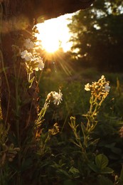 Picturesque view of countryside with beautiful wildflowers in morning