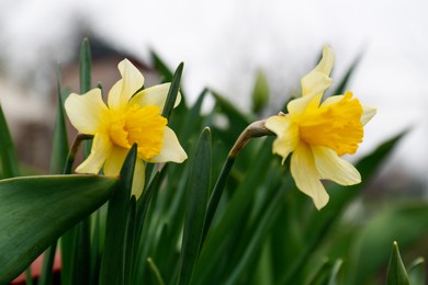 Beautiful blooming daffodils growing in garden, closeup. Spring flower