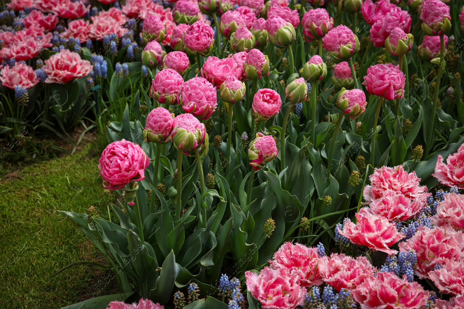 Photo of Many different beautiful flowers growing outdoors. Spring season