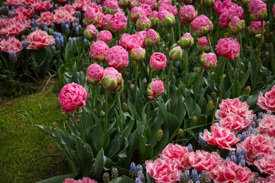 Photo of Many different beautiful flowers growing outdoors. Spring season