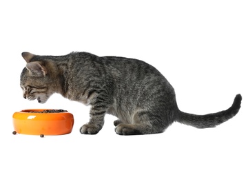 Grey tabby cat eating from bowl on white background. Adorable pet