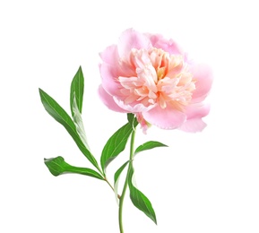 Photo of Beautiful fragrant peony flower on white  background