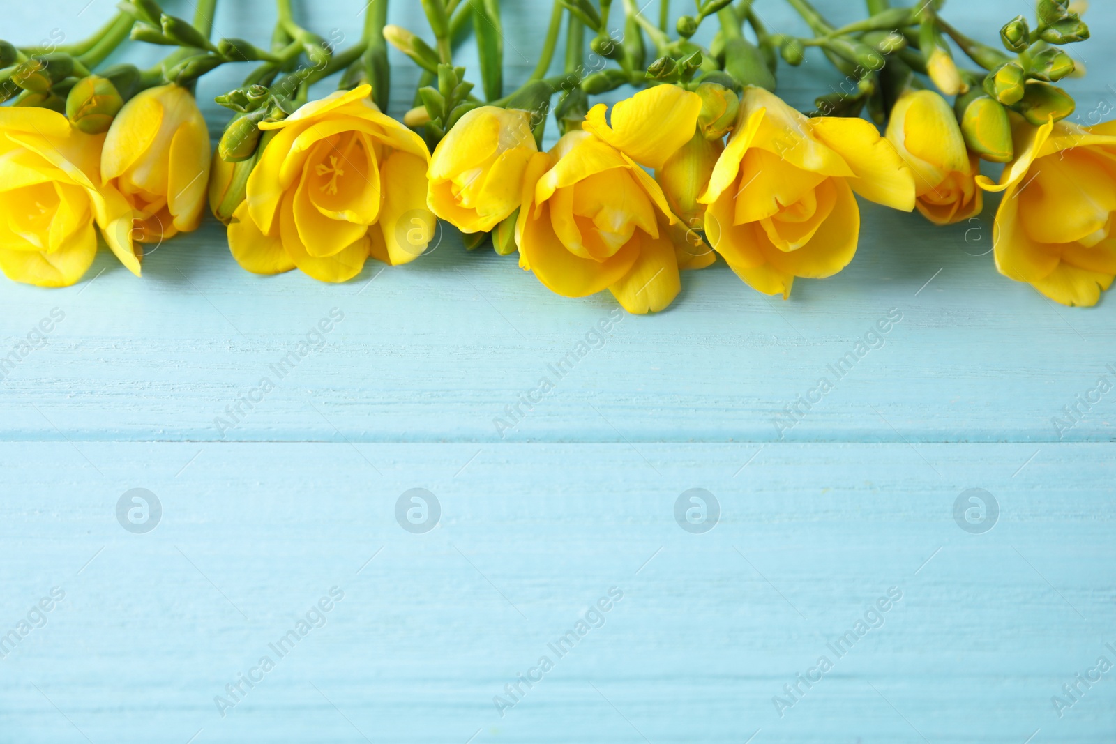 Photo of Beautiful fresh freesia flowers on color background. Space for text