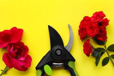 Secateur and beautiful red roses on light yellow background, flat lay