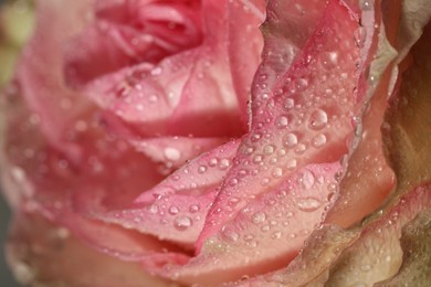 Closeup view of beautiful blooming pink rose with dew drops as background