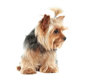 Yorkshire terrier isolated on white. Happy dog