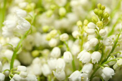 Photo of Beautiful lily of the valley flowers as background, closeup