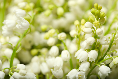 Beautiful lily of the valley flowers as background, closeup