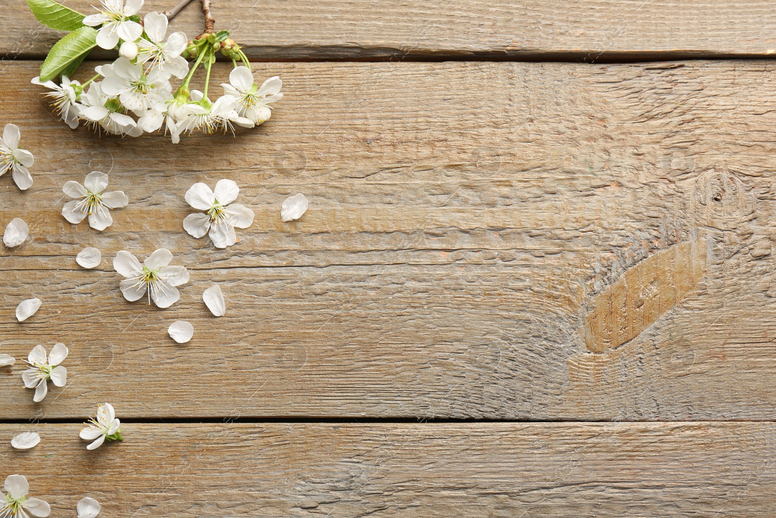 Photo of Spring branch with beautiful blossoms, petals and leaves on wooden table, flat lay. Space for text