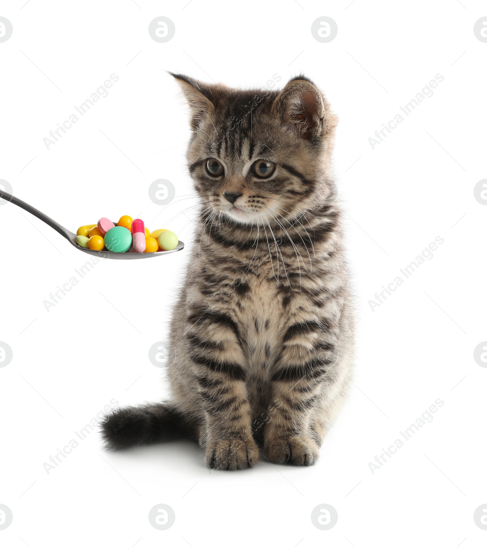 Image of Cute grey tabby kitten and spoon full of different pills on white background. Vitamins for animal 