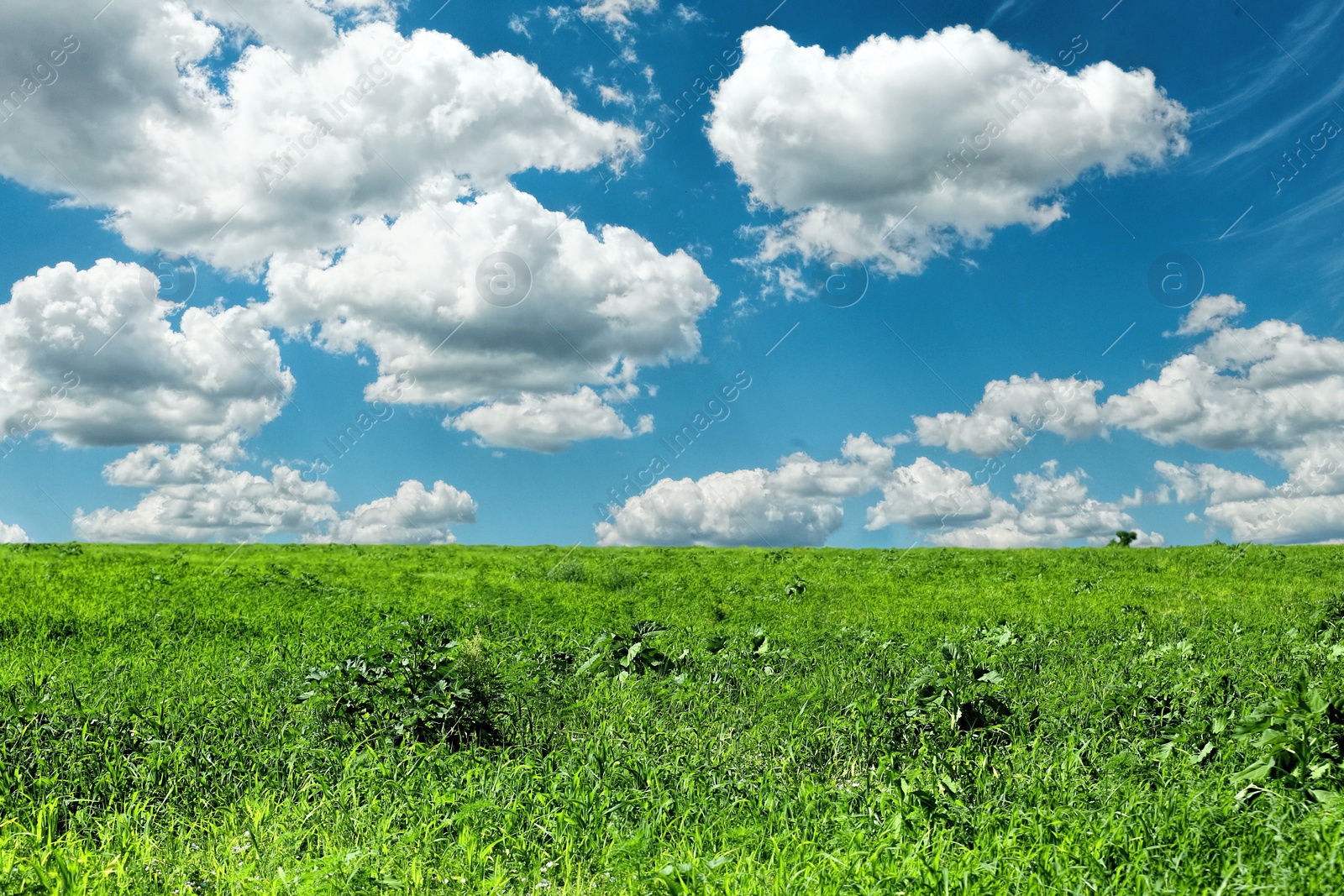 Image of Beautiful green field under blue sky with clouds