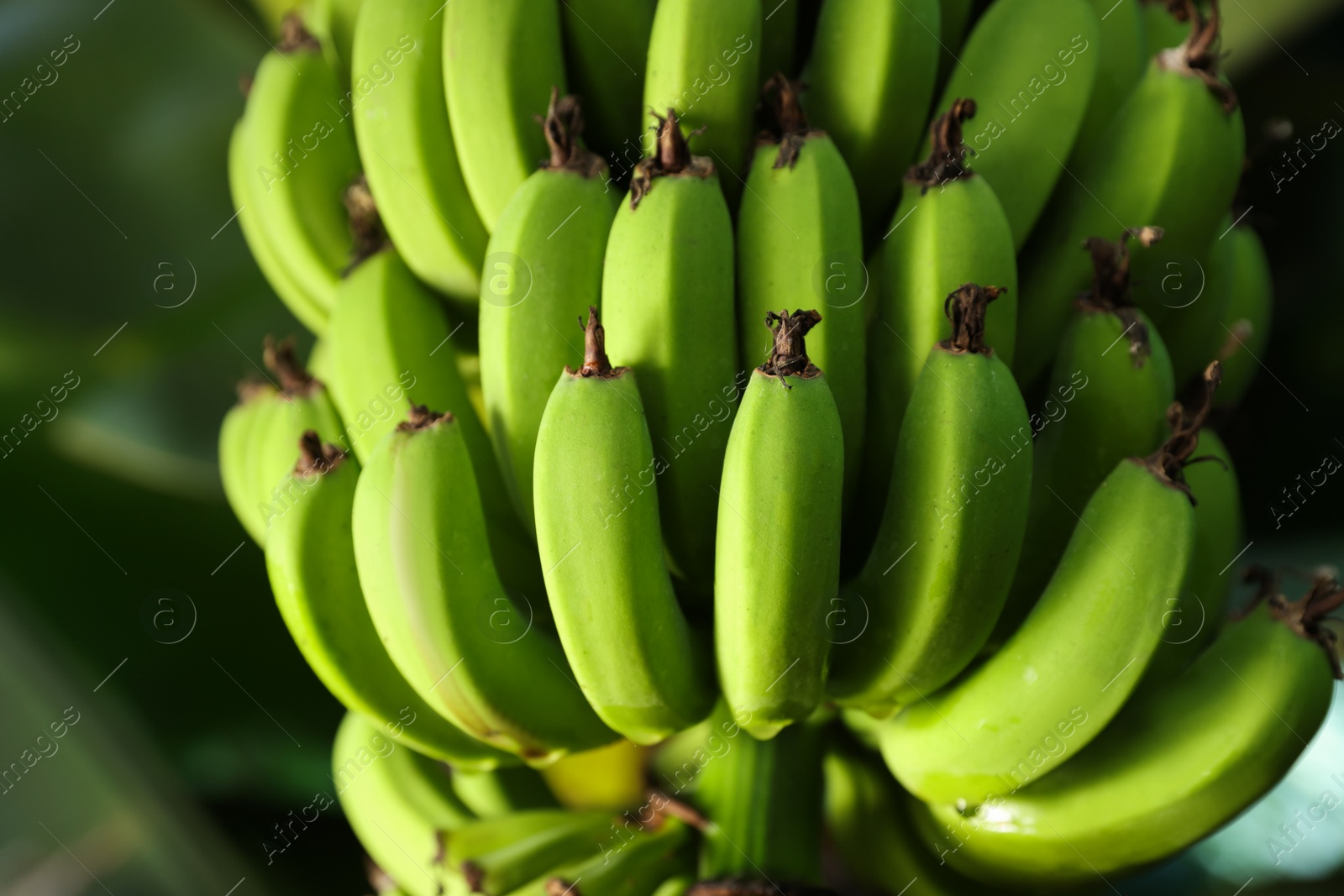 Photo of Unripe bananas growing on tree outdoors, closeup view