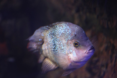 Photo of Shiny piranha fish swimming in clear aquarium, closeup