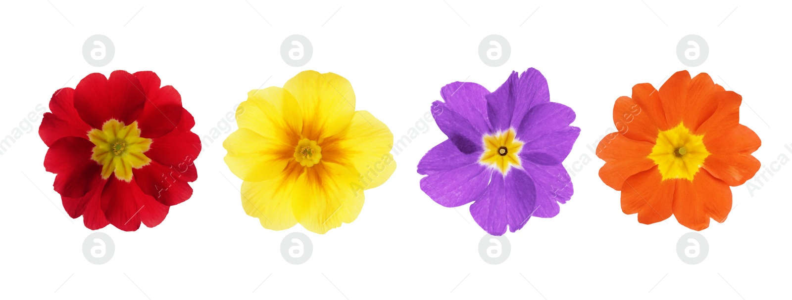 Image of Set with different beautiful primula (primrose) flowers on white background, banner design. Spring blossom