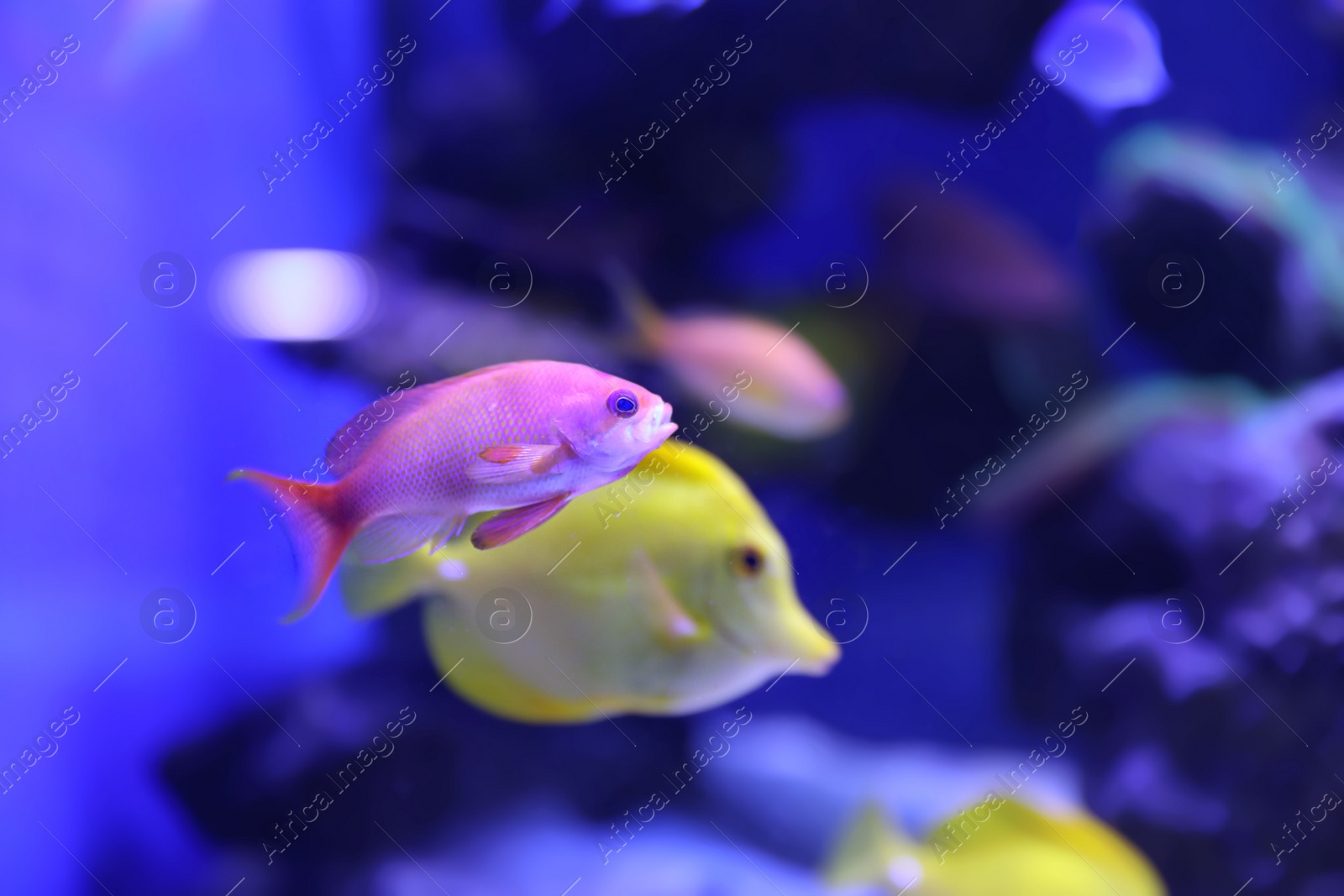 Photo of Different tropical fishes swimming in aquarium water