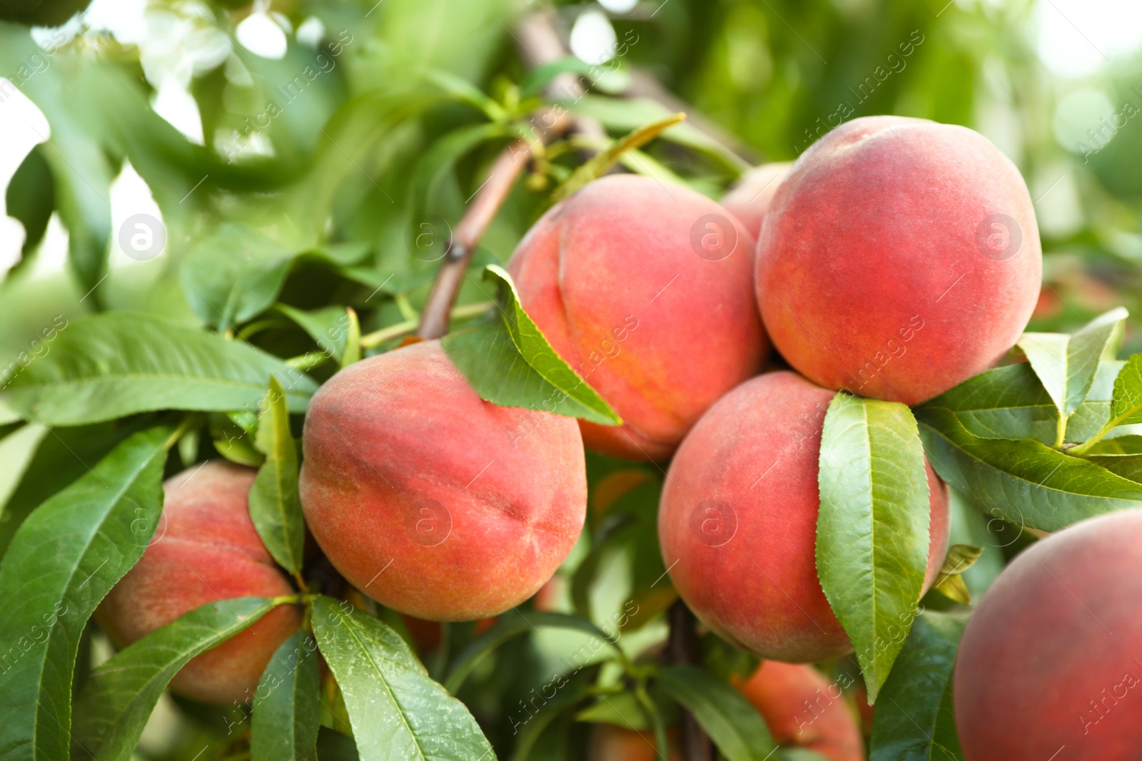 Photo of Fresh ripe peaches on tree in garden