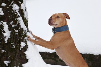 Cute ginger dog near tree outdoors on winter day