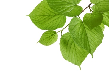 Photo of Branch with green leaves on white background