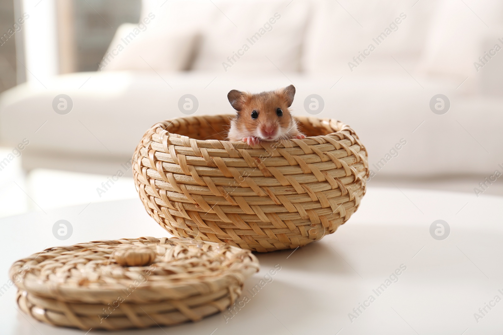 Photo of Cute little hamster in wicker bowl on white table indoors