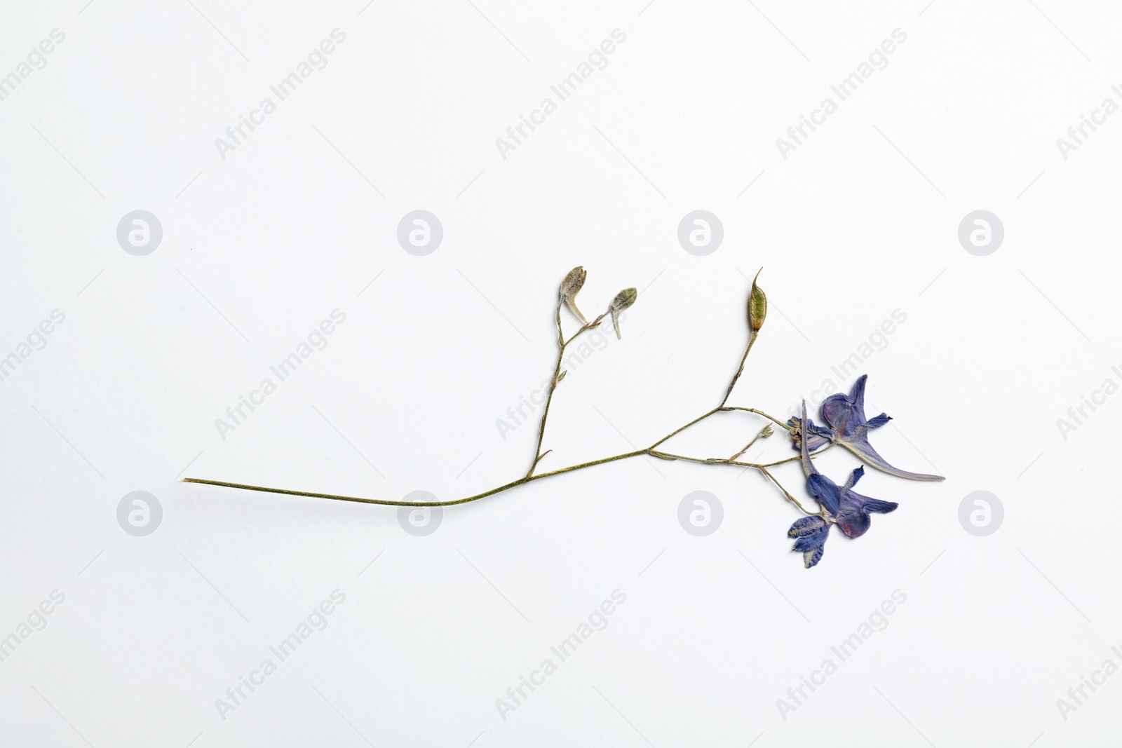 Photo of Wild dried meadow flower on white background, top view