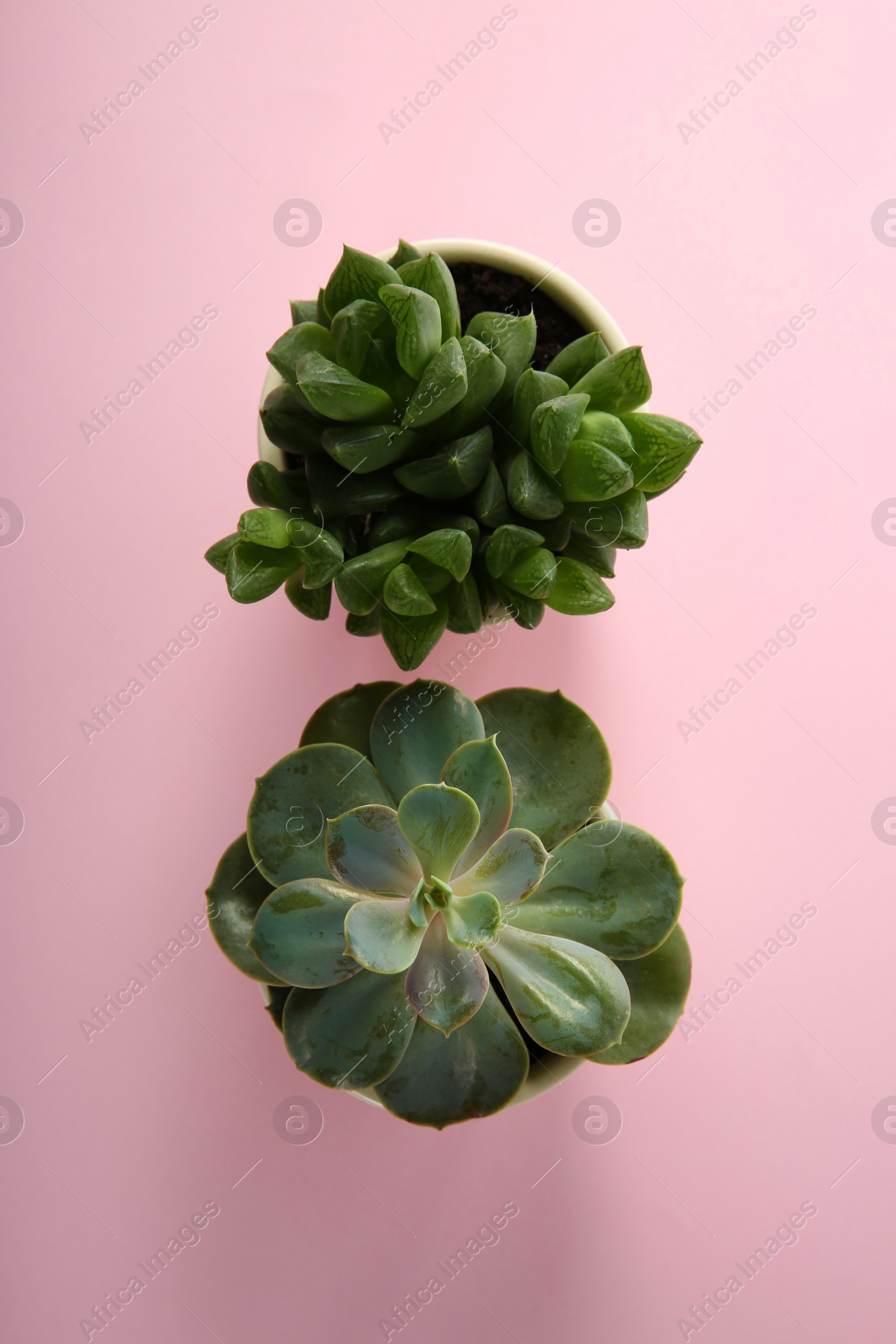 Photo of Different echeverias on pink background, flat lay. Beautiful succulent plants