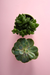 Different echeverias on pink background, flat lay. Beautiful succulent plants