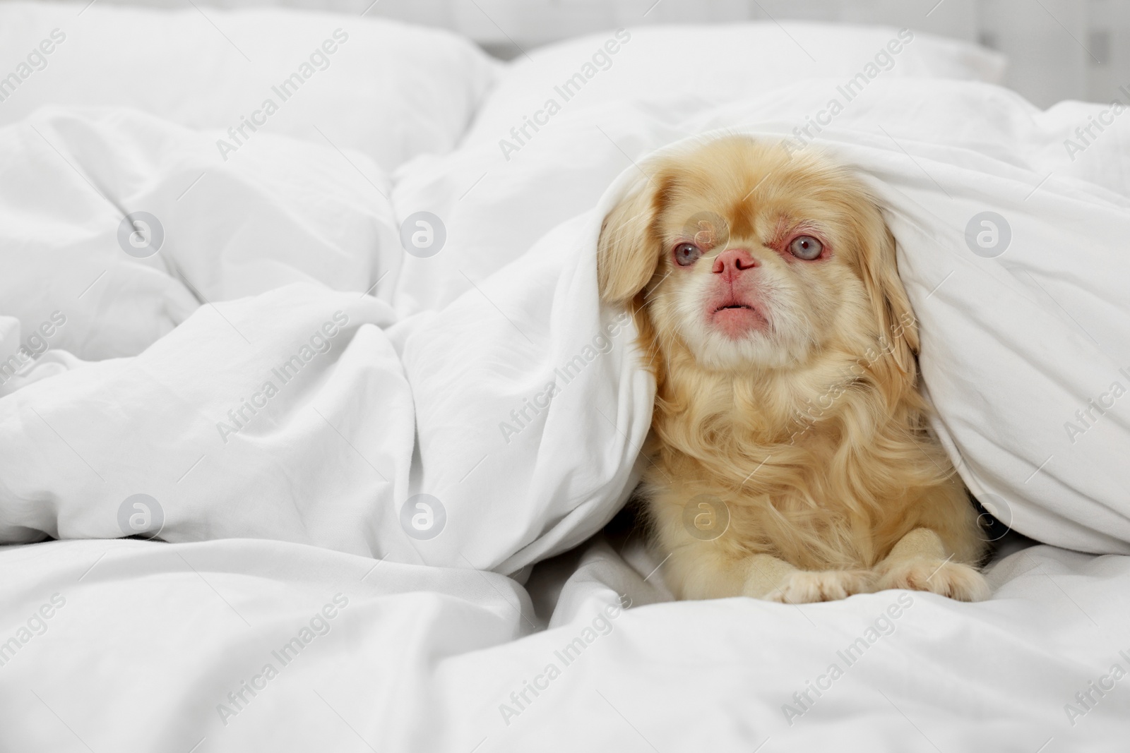 Photo of Cute Pekingese dog wrapped in blanket on bed indoors