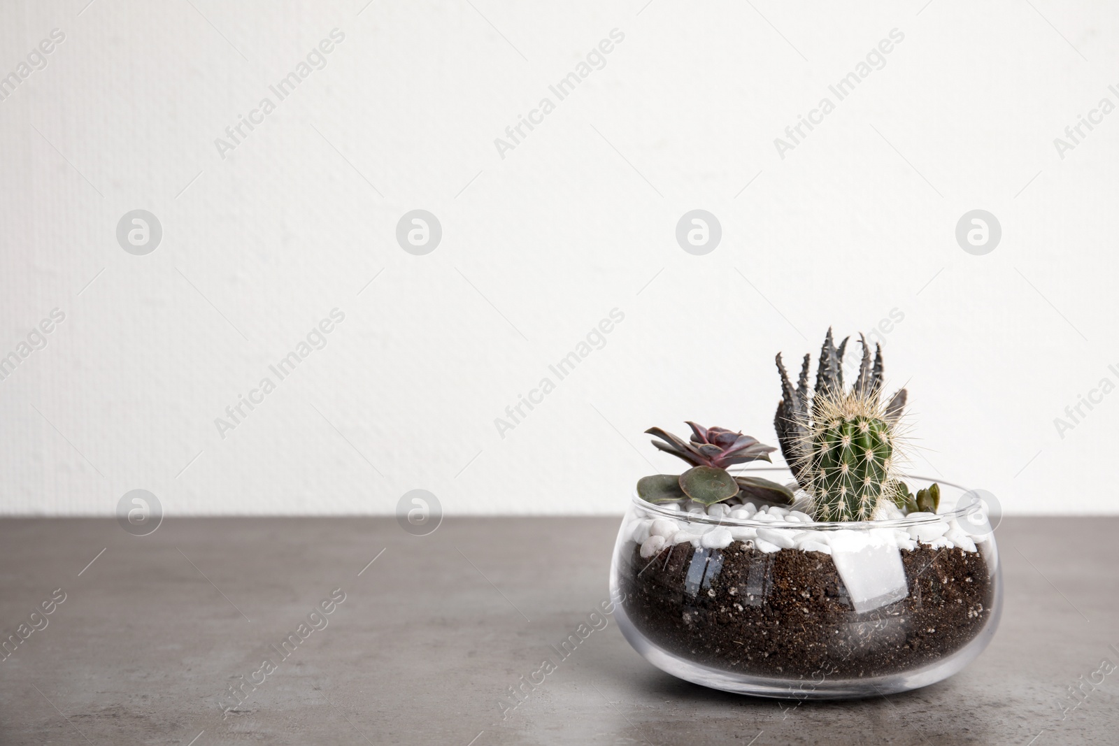 Photo of Glass florarium with different succulents on table against white background, space for text