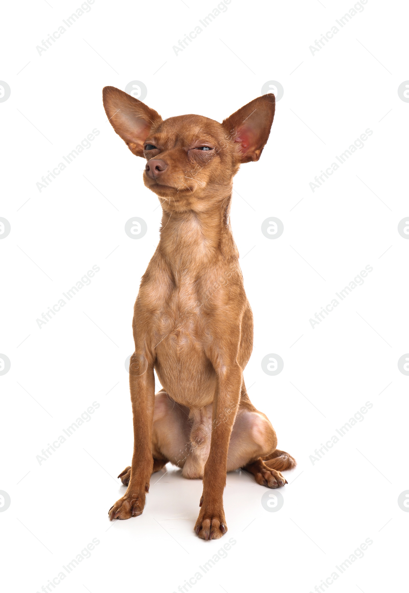 Photo of Cute toy terrier isolated on white. Domestic dog