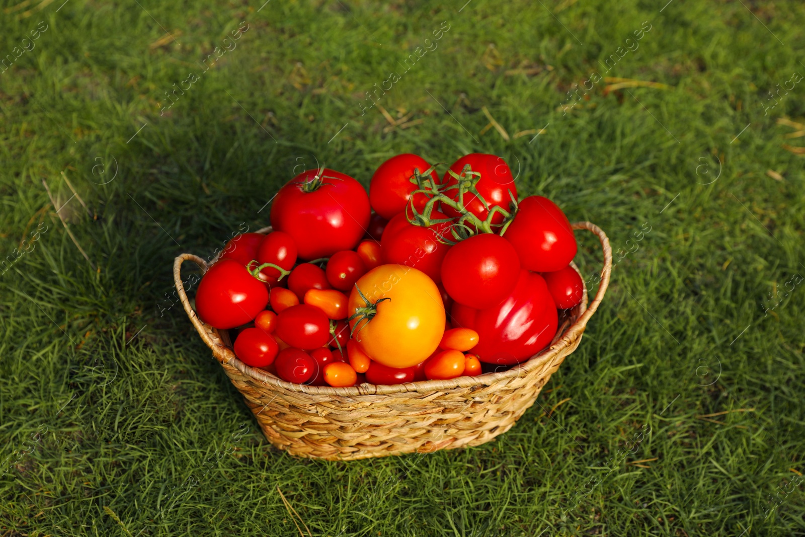 Photo of Wicker basket with fresh tomatoes on green grass outdoors, above view