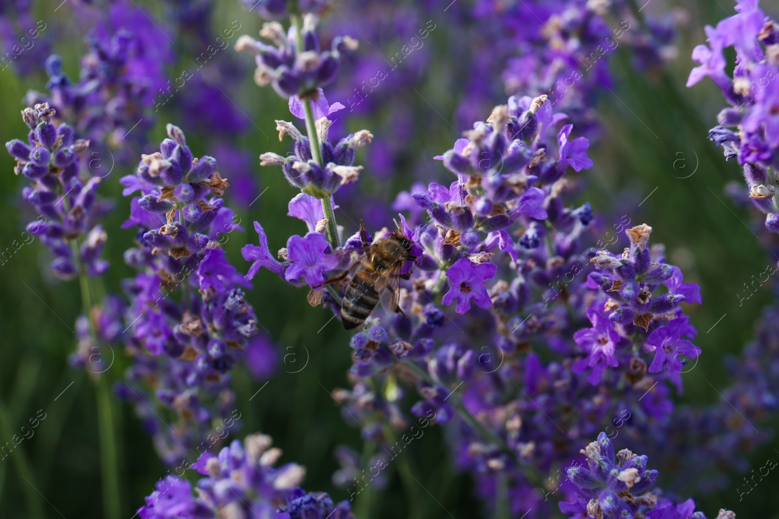 Photo of Closeup view of beautiful lavender flowers with bee in field