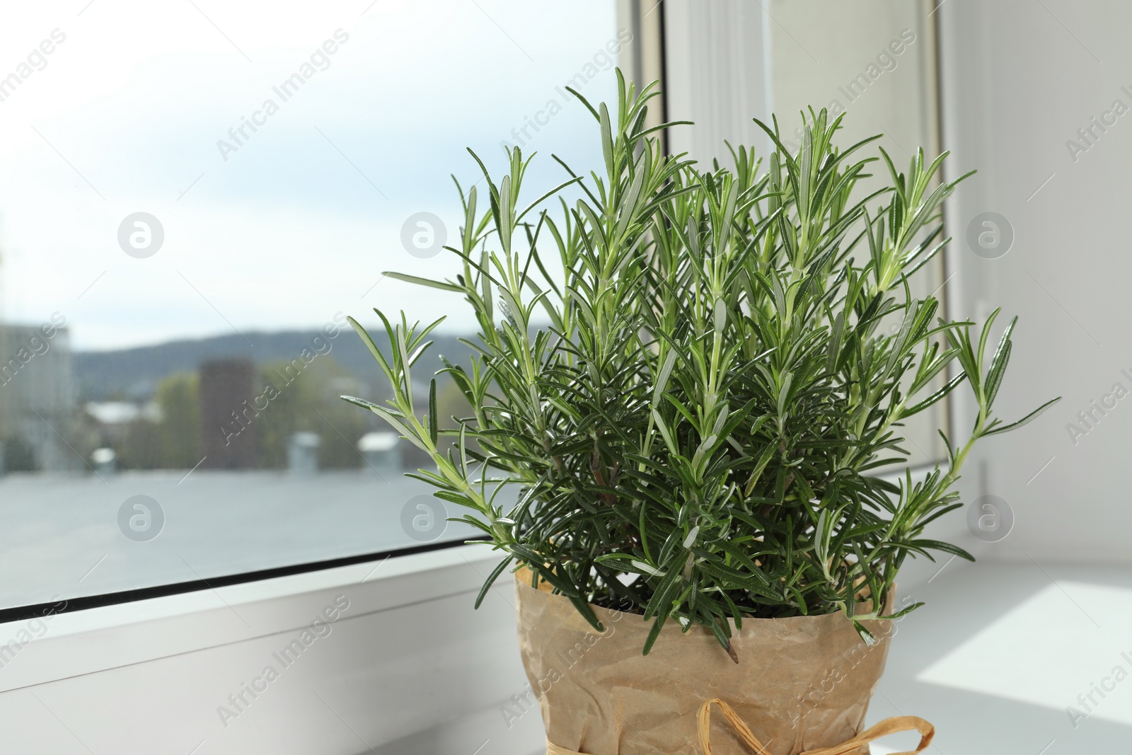 Photo of Aromatic green rosemary in pot on windowsill, closeup