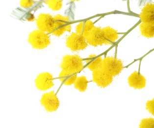 Photo of Beautiful mimosa plant with yellow flowers on white background