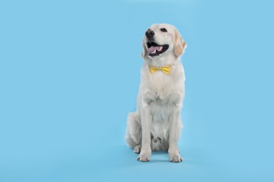 Photo of Cute Labrador Retriever with stylish bow tie on light blue background. Space for text