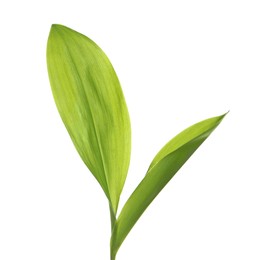 Photo of Beautiful lily of the valley leaves on white background