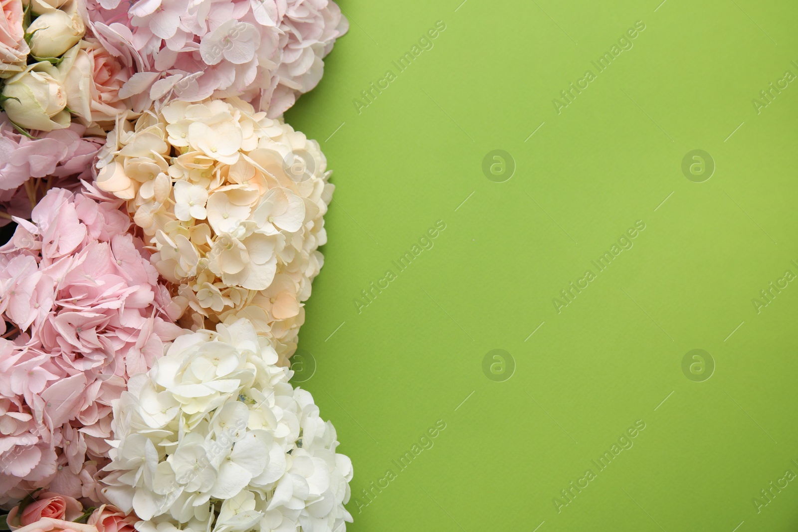 Photo of Beautiful hydrangea flowers on green background, top view. Space for text