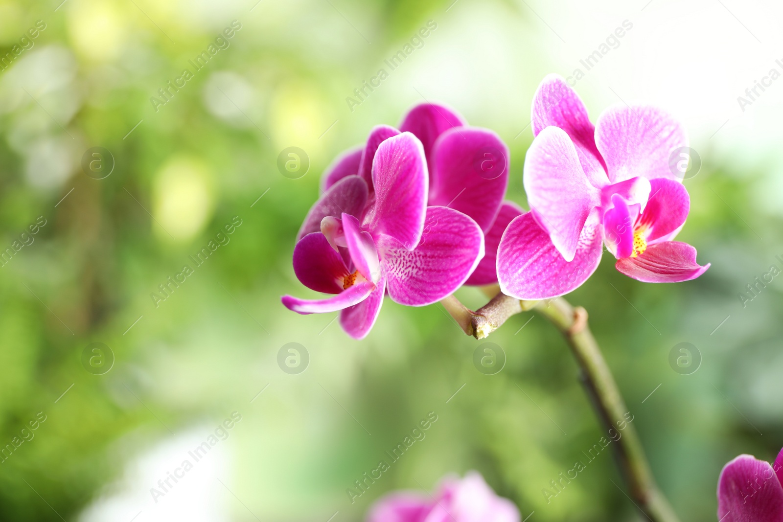 Photo of Beautiful blooming orchid on blurred background, closeup view