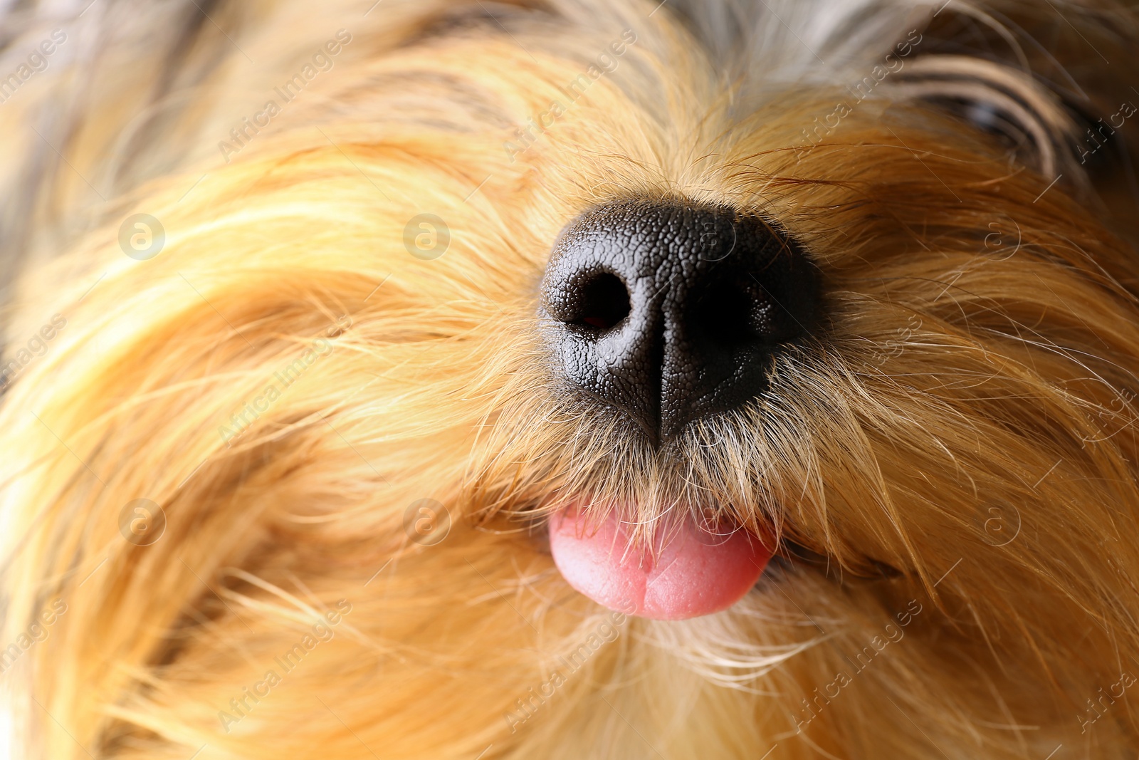 Photo of Adorable Yorkshire terrier, focus on nose. Cute dog