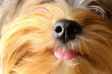 Adorable Yorkshire terrier, focus on nose. Cute dog