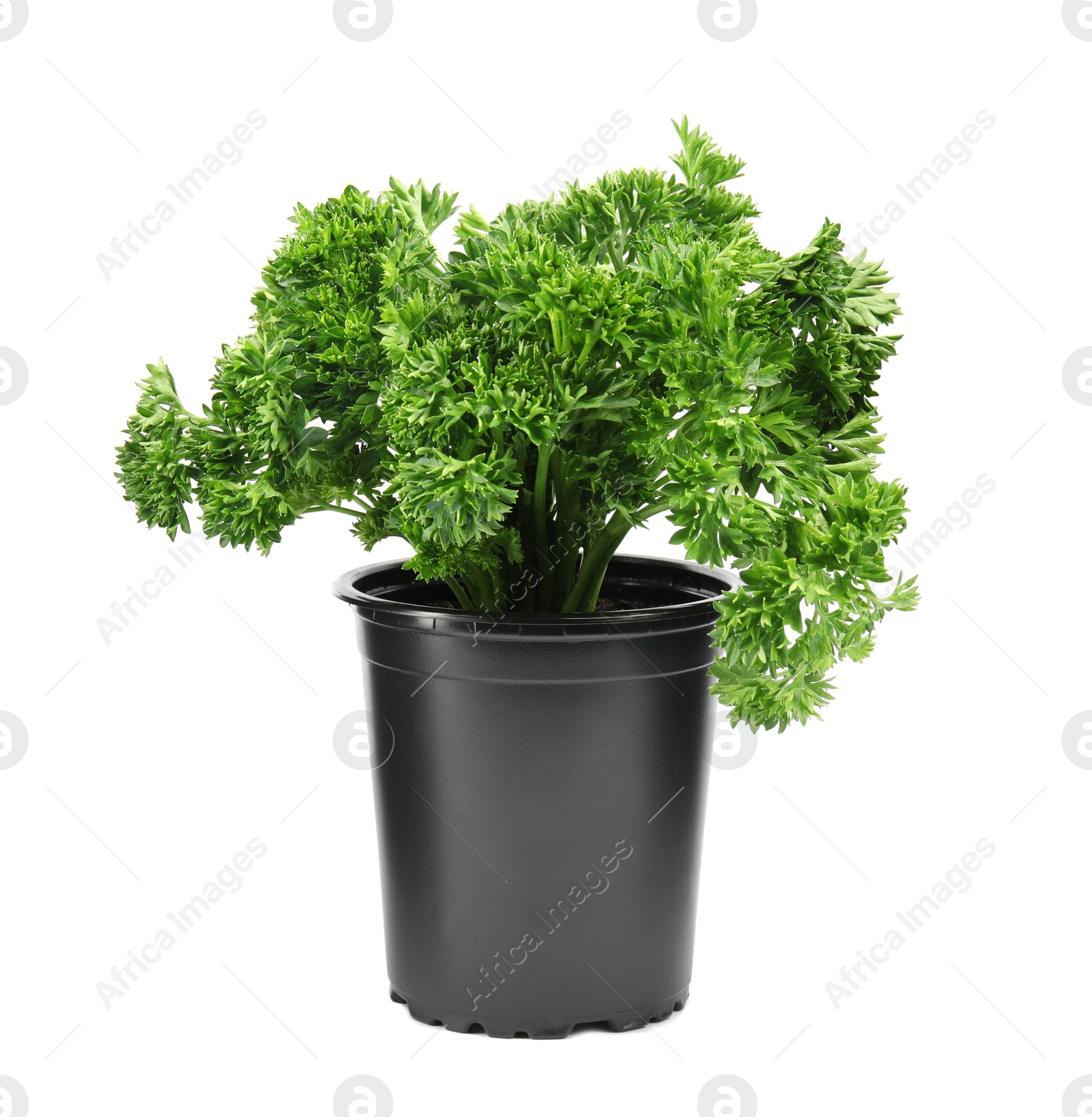 Photo of Fresh green organic parsley in pot on white background