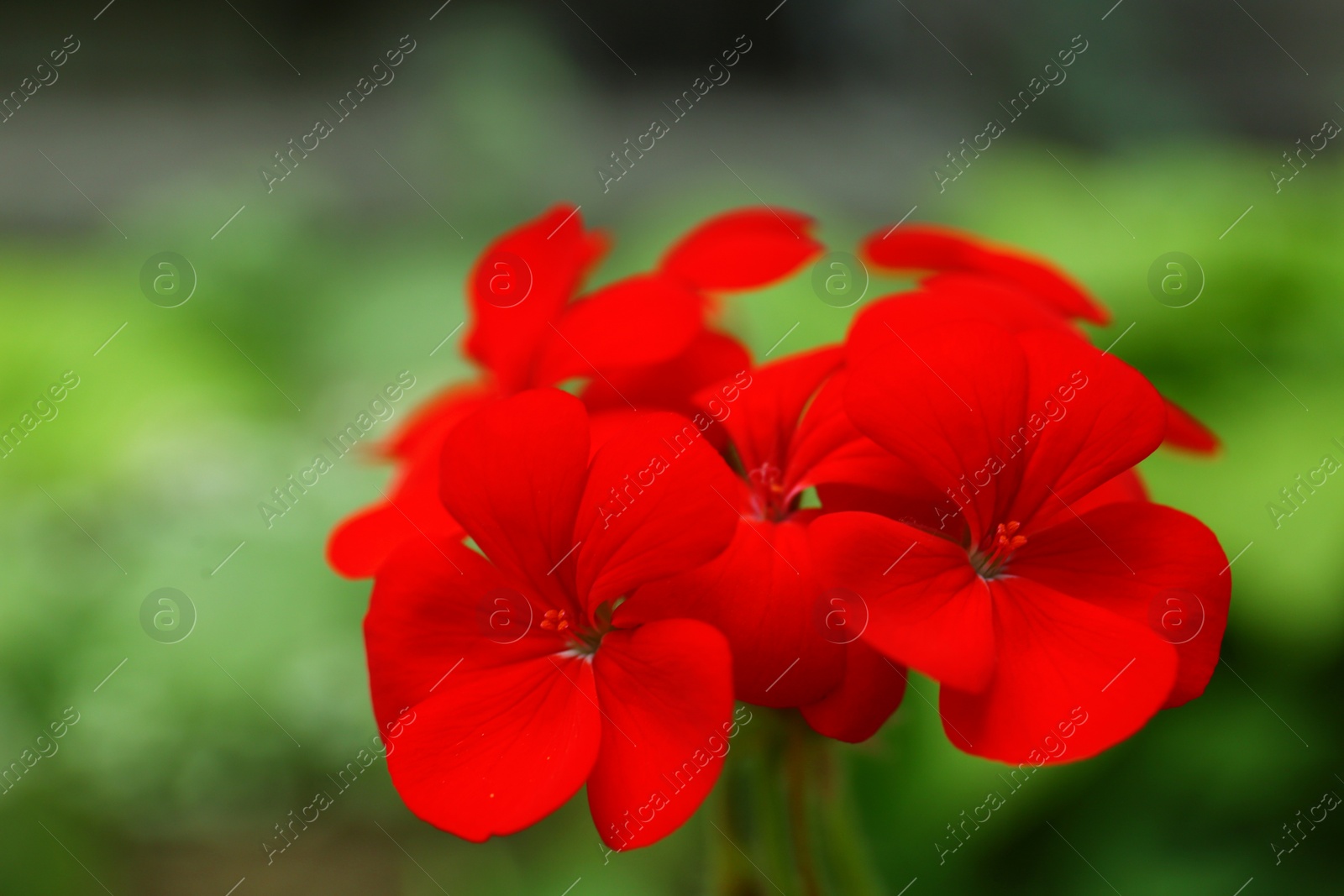 Photo of Beautiful red geranium flowers in spring garden. Space for text