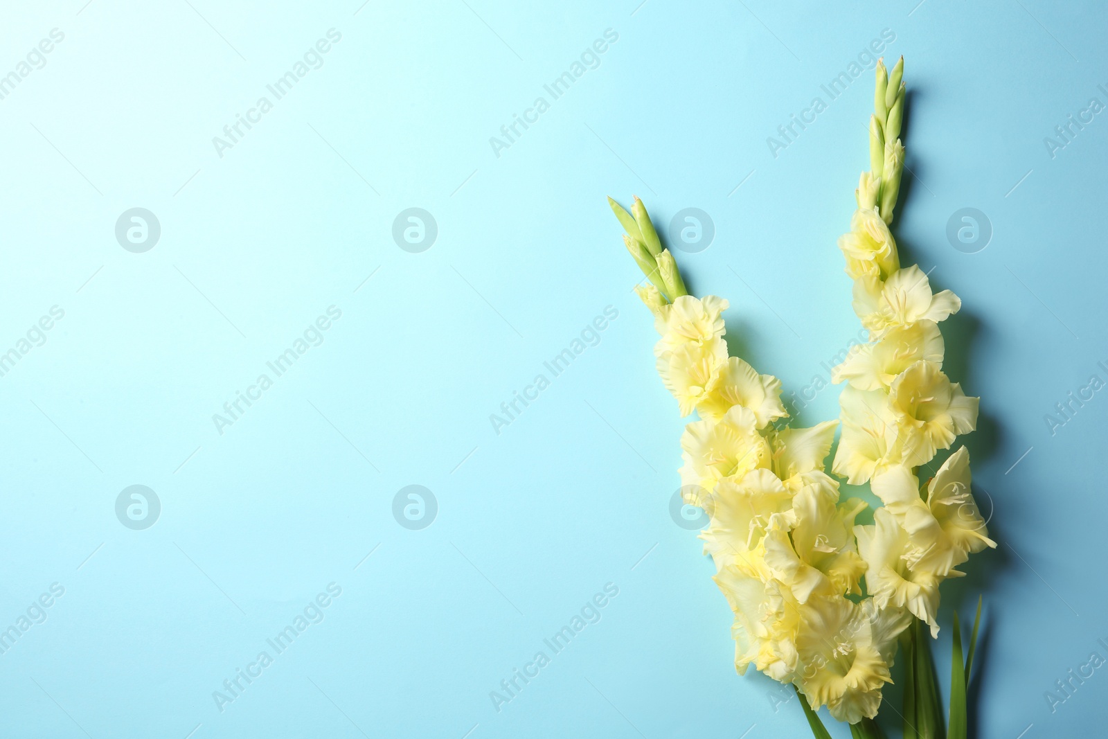 Photo of Flat lay composition with beautiful gladiolus flowers on color background