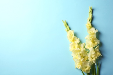 Photo of Flat lay composition with beautiful gladiolus flowers on color background