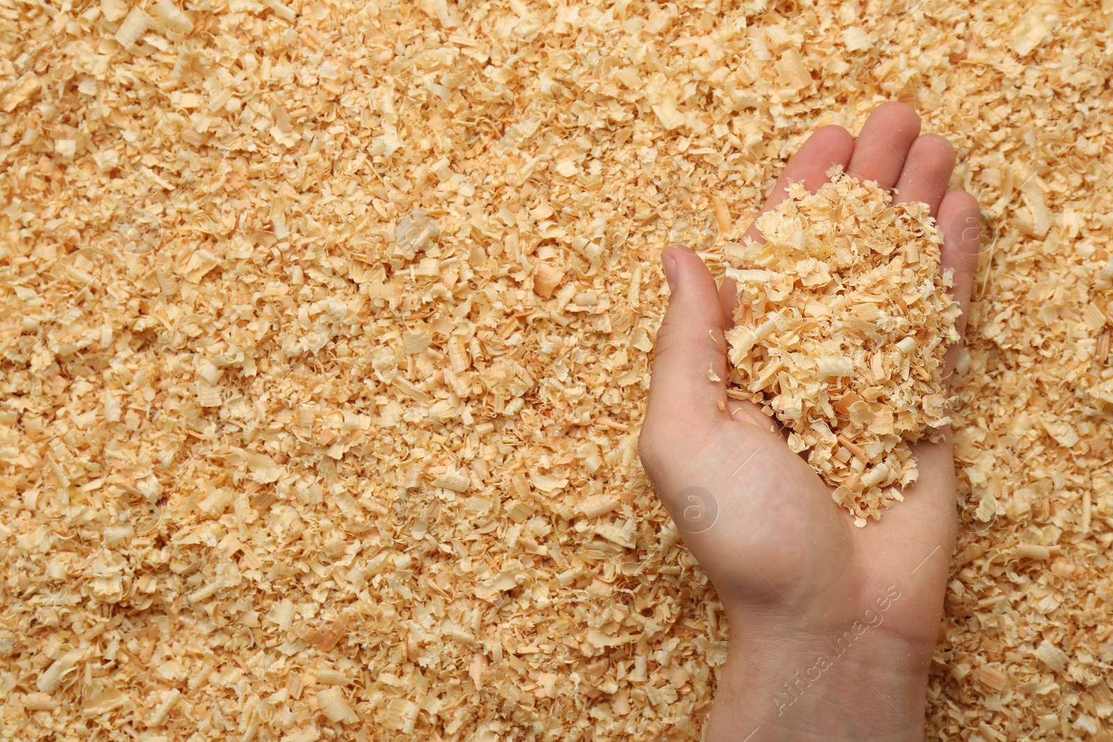 Photo of Woman holding dry natural sawdust, top view