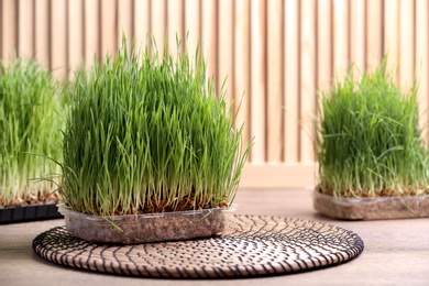 Photo of Containers with sprouted wheat grass on table. Space for text